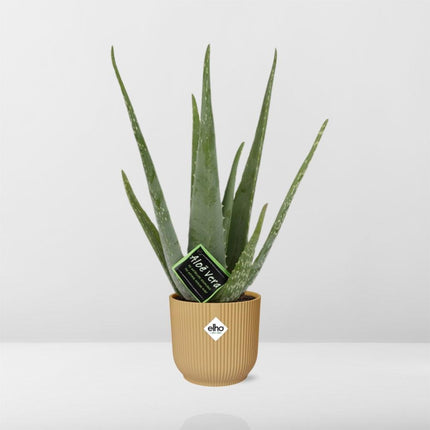 Aloe Vera 12cm in elho Vibes Fold Ø14cm giallo - ↕40-50cm