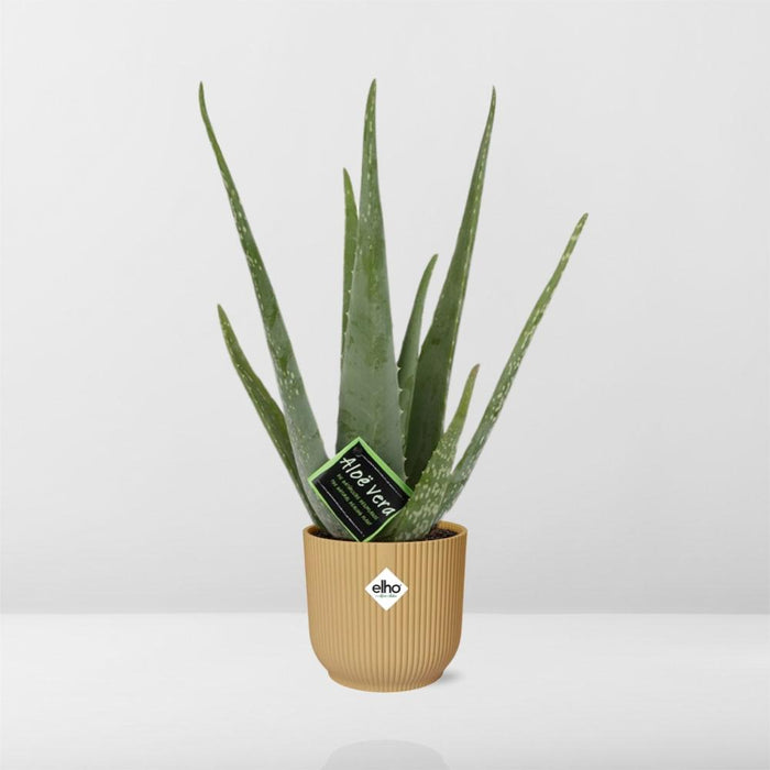 Aloe Vera 12cm in elho Vibes Fold Ø14cm geel
