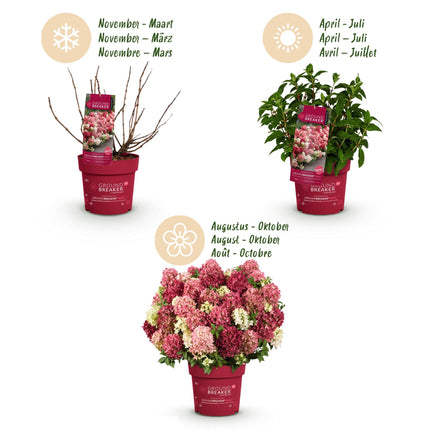 Hydrangea panniculata Groundbreaker Ruby - Pluimhortensia - Rood - ↕20-25cm - Ø14cm