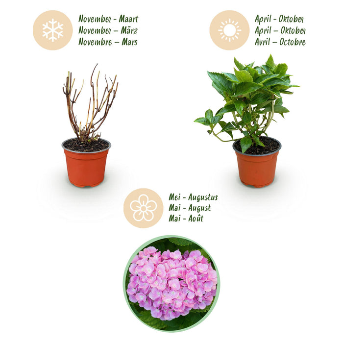 Hydrangea macrophylla Tricolour - Hortensia - Winterhard - Roze-Blauw-Wit - 3 Planten - Pot 12cm - Hoogte Hoogte 20-30cm