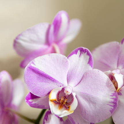 Kolibri Orchids | Roze Niagara Falls orchidee + Poppy roze sierpot – Ø12cm | bloeiende kamerplant