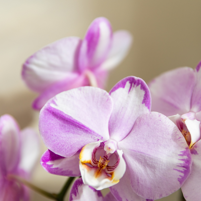 Kolibri Orchids | Roze Niagara Falls orchidee + Poppy roze sierpot – Ø12cm | bloeiende kamerplant