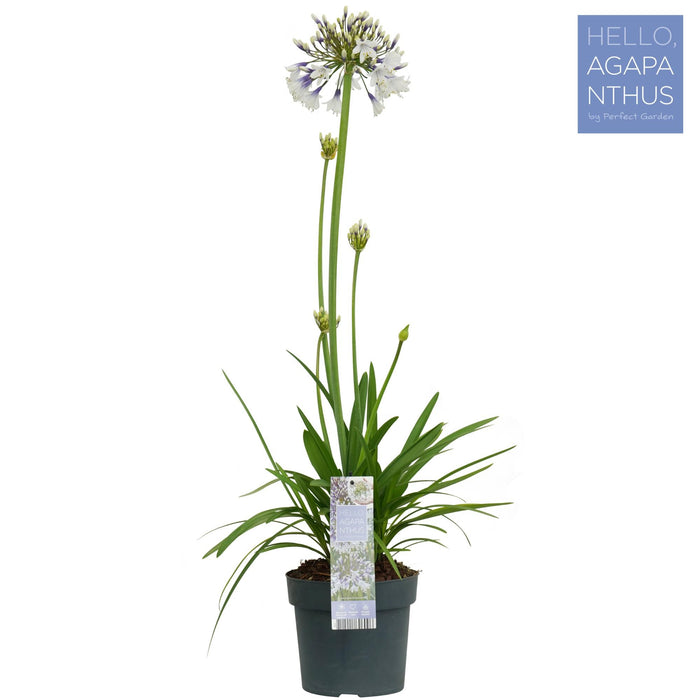 Agapanthus Fireworks - - Afrikaanse Lelie - ↕75cm - Ø19cm