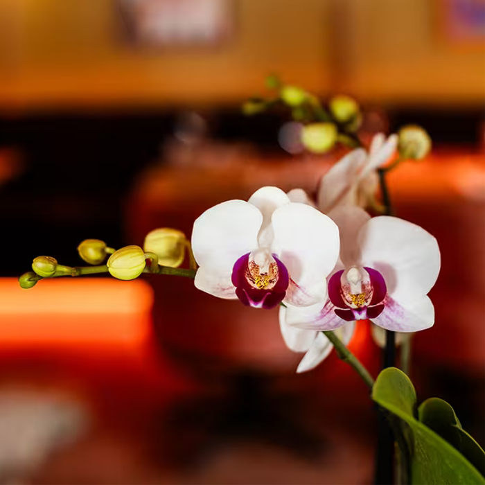 Kolibri Orchids | Giftset Retro White | Witte Gibraltar orchidee Ø9cm + groene plant Ø6cm – incl. sierpotten & wit dienblad – vers van de kweker