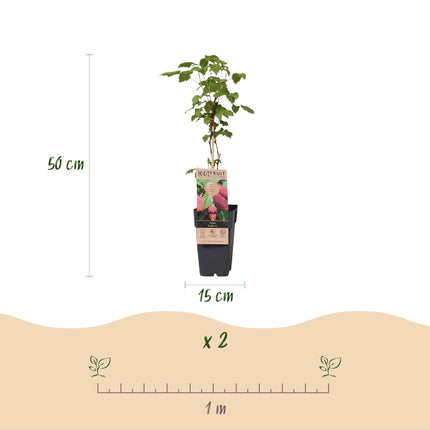 Rubus log. Tayberry - Blackberry - Hardy - Purple Raspberry - 2 Plants - 15cm Pot - Height 50cm