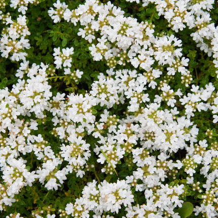 Thymus praecox 'Albiflorus' - Tomillo rastrero - ↕10-25cm - Ø9cm - 24x