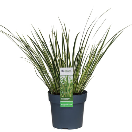 Acorus Gramineus 'Argenteostriatus' - Dwergkalmoes - ↕30cm - Ø14cm