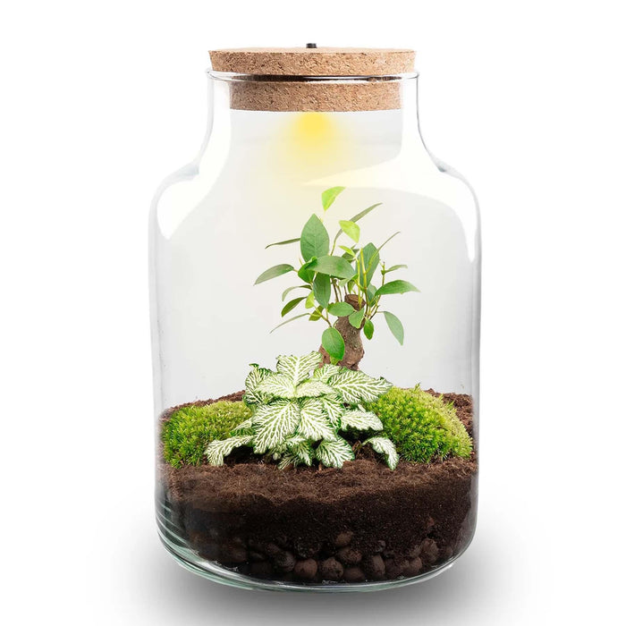 Planten terrarium - Little Milky + Led lamp ↑ 25 cm