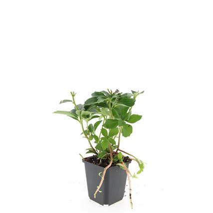 Pachysandra terminalis - ↕10-25cm - Ø9cm - 48x