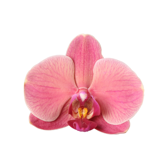 Kolibriorkideer | Narbonne Niagara Falls orkide + Flare potte rød – Ø12 cm | blomstrende stueplante
