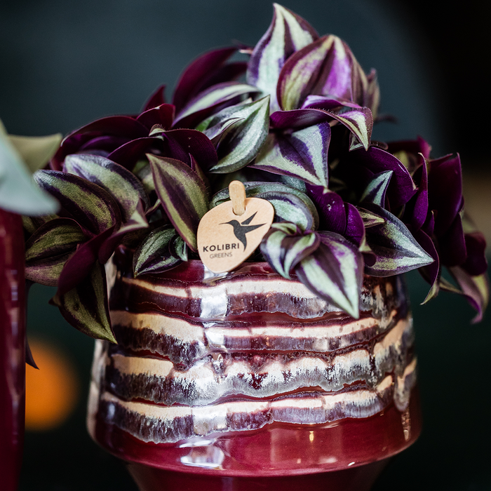 Kolibri Home | Moonstone Burgundy sierpot - Ø9cm