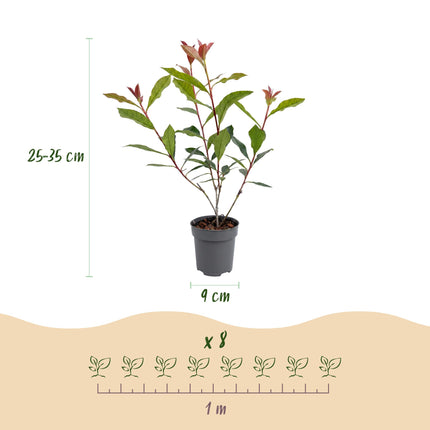 Photinia fraseri Carre Rouge - Glansmispel - 40x Haagplanten - Groenblijvend - Rood - Pot 9cm - Hoogte 25-35cm