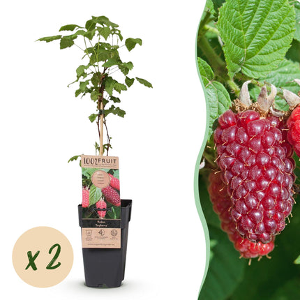 Rubus log. Tayberry - Blackberry - Hardy - Purple Raspberry - 2 Plants - 15cm Pot - Height 50cm