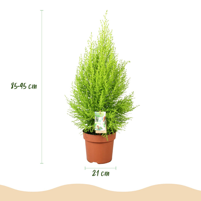 Cupressus Gold Crest Wilma - Kamer conifeer - met witte plantenpot - ↕85-95cm - Ø21cm