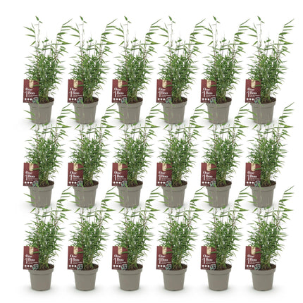 Bamboe - Fargesia Red Dragon - Niet Woekerend - Groen - ↕35cm - Ø14cm - 18x