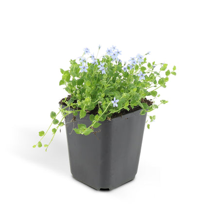 Isotoma Fluviatilis - Blue Ground Creeper - ↕10-25cm - Ø9cm - 6x