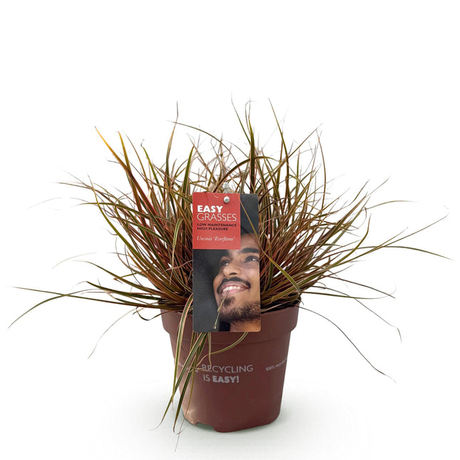 Uncinia rubra Everflame - Red - ↕50cm - Ø17cm