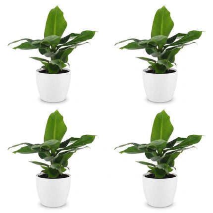Musa Oriental Dwarf - Dwergbanaan - 4x - met Potter Wit - Pot 12cm - Hoogte - 30cm