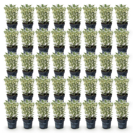 Ilex crenata Covenxa - Japanse Hulst - 40x Haagplanten - Groenblijvend - Groen - Pot 9cm - Hoogte 20-30cm