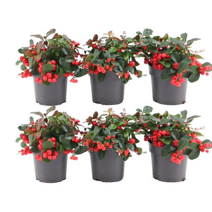 Gaultheria procumbens 'Big Berry' - Kerstplant - ↕15-20cm - Ø12cm - 6x