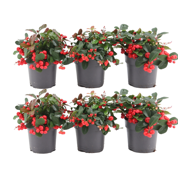 Kerstplant l 6x Gaultheria procumbens 'Big Berry' | 12 cm Ø | 15-20 cm ↕