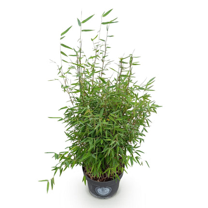 Fargesia nitida Rød Drage - Ikke-invasiv bambus - ↕80cm - Ø23cm