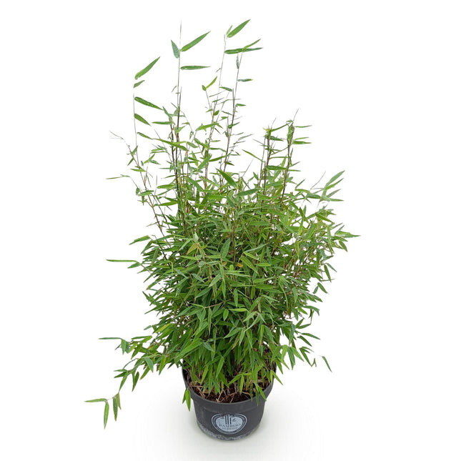 Fargesia nitida Drago Rosso - Bambù non invasivo - ↕80cm - Ø23cm