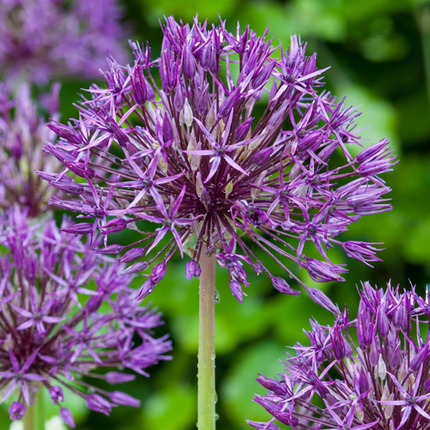 320x Allium Purple Rain - Bloembollen - Sieruit - Paars - Zomerbloeier - Bolmaat 10/12