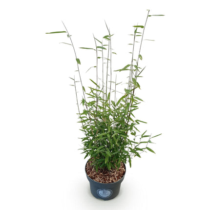 Fargesia nitida Black Dragon - Niet Woekerende Bamboe - ↕80cm - Ø23cm