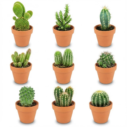 Mini-Kaktusmischung – ↕5–10 cm – Ø8,1 cm – Terrakottatöpfe – 9 Stück