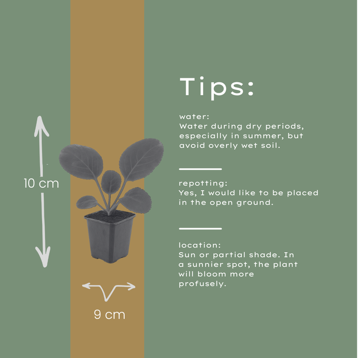 48x Bergenia cordifolia - ↕10-25cm - Ø9cm