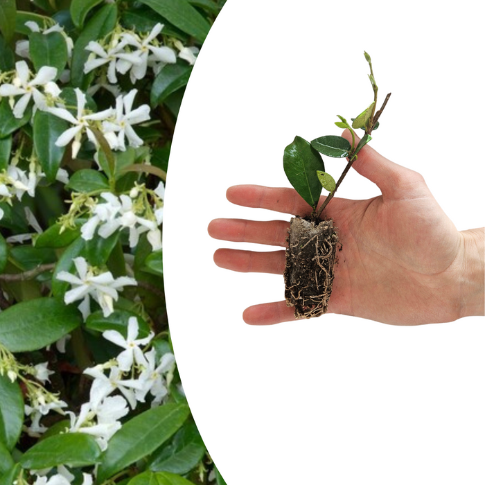 Trachelospermum jasminoides – 6 Pluggen | Kweek & Geniet van de Geurige Sterjasmijn