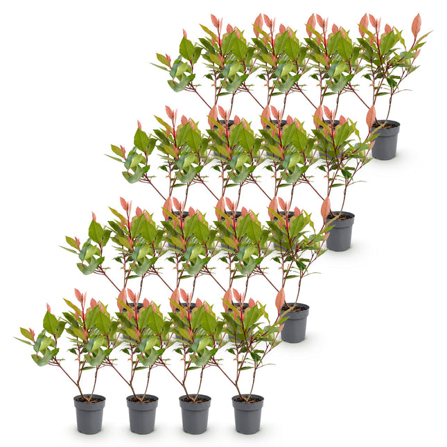 Photinia fraseri Little Red Robin - Glansmispel - 16x Haagplanten - Groenblijvend - Rood - Pot 9cm - Hoogte 25-35cm
