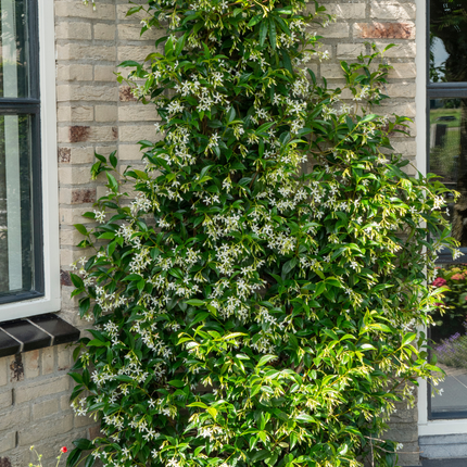 Trachelospermum jasminoides 'Star of Venice' - Toscaanse Jasmijn - ↕70cm - Ø23cm