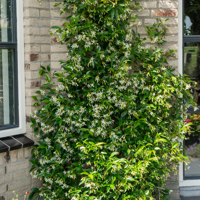 Trachelospermum jasminoides 'Star of Venice' - Toscaanse Jasmijn - ↕70cm - Ø23cm