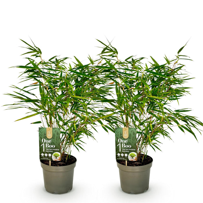 Bamboe - Fargesia rufa - Groen - 2 Planten - Bladhoudend - Niet Woekerend- Pot 17cm Hoogte 60cm