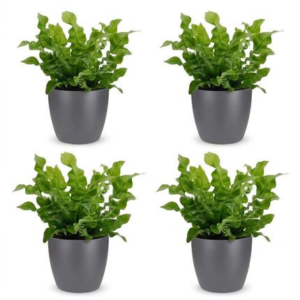 Asplenium Crispy Wave - met grijze pot - ↕30cm - Ø12cm - 4x