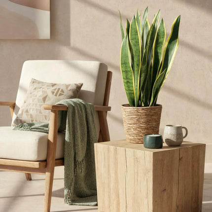 Sansevieria Laurentii - Snake Plant - with basket - ↕70-80cm - Ø21cm