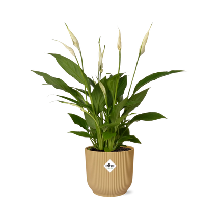 Spathiphyllum 12cm Torelli in elho Vibes Fold Ø14cm yellow