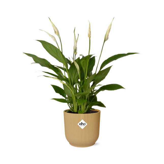 Spathiphyllum 12cm Torelli in elho Vibes Fold Ø14cm yellow