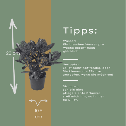Skimmia 'Rubella' – ↕20-25 cm - Ø10.5 cm - 3x