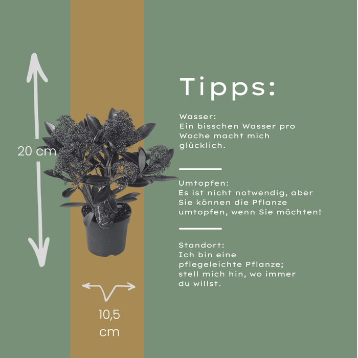 Skimmia 'Rubella' – ↕20-25 cm - Ø10,5 cm - 3x