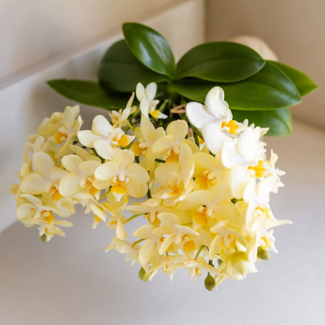 Kolibri Orchids | Gele Phalaenopsis Orchidee - Botanic Yellow in Shellfish Sierpot - Ø9 cm