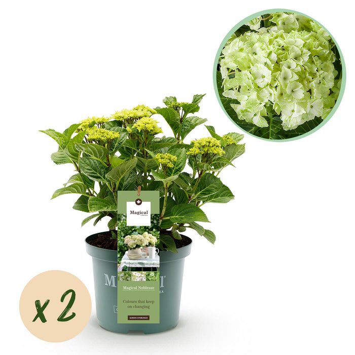Terrasplant - Hortensia - Hydrangea Magical Nobless - Wit - 6-10 Bloemen - 2 Planten - Pot 23cm Hoogte 55cm