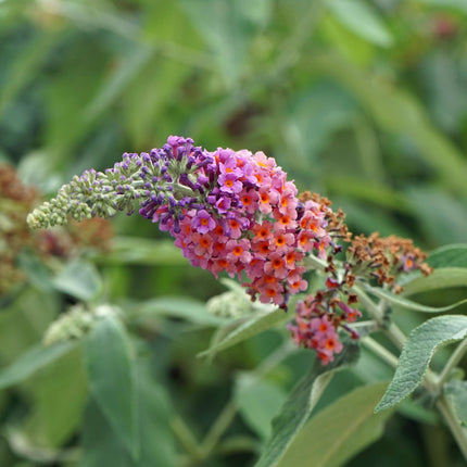 Schmetterlingsstrauch (Buddleja davidii Flower Power) – Blütenfarbe Orange-Lila – ↕30 cm – Ø17 cm – 1 Stück