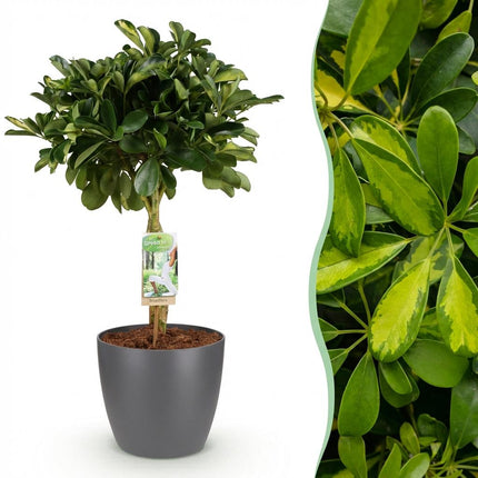 Schefflera Gold Capelle - Fingertræ - med grå urtepotte - ↕70-80cm - Ø21cm