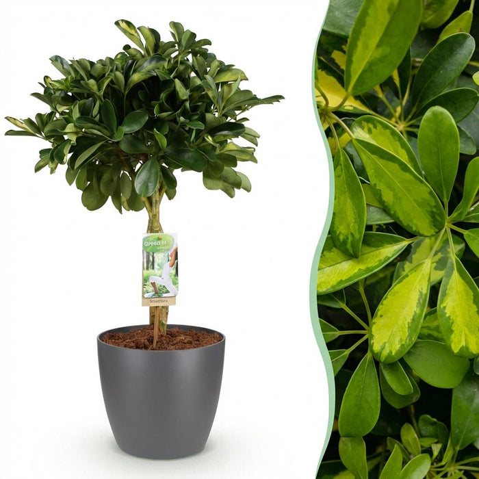 Schefflera Gold Capelle - Vingerboom - met grijze plantenpot - ↕70-80cm - Ø21cm