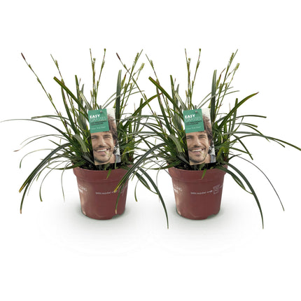 Carex oshimensis Vert intense - Laîche - ↕50cm - Ø17cm - 2x