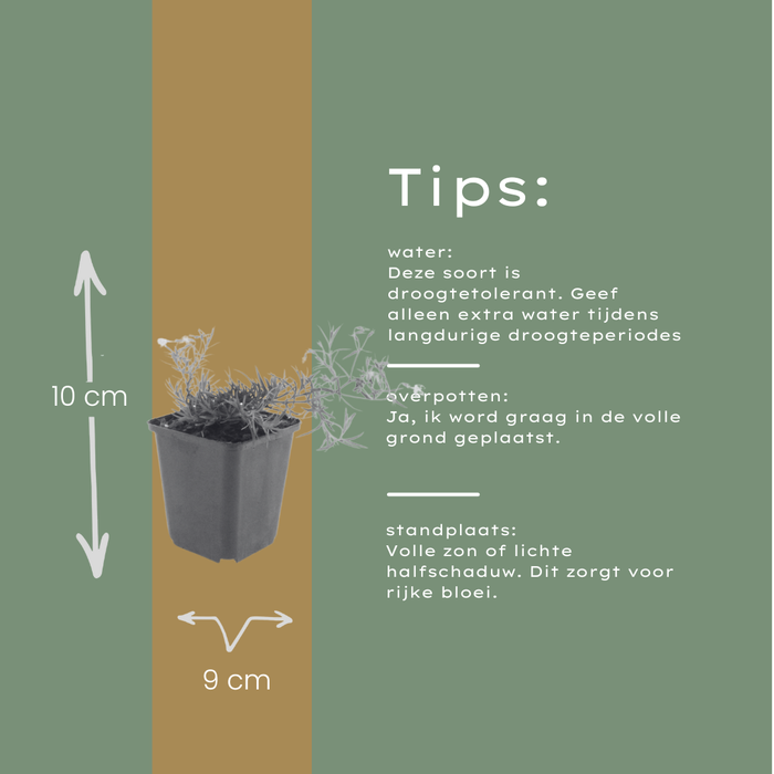 Phlox (S) 'Emerald Cushion Blue' - Kruipphlox - ↕10-25cm - Ø9cm - 6x