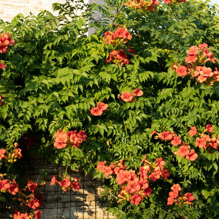 Flor de trompeta - Campsis Radicans Madame Galen - Flor naranja - ↕40cm - Ø11cm - 2x